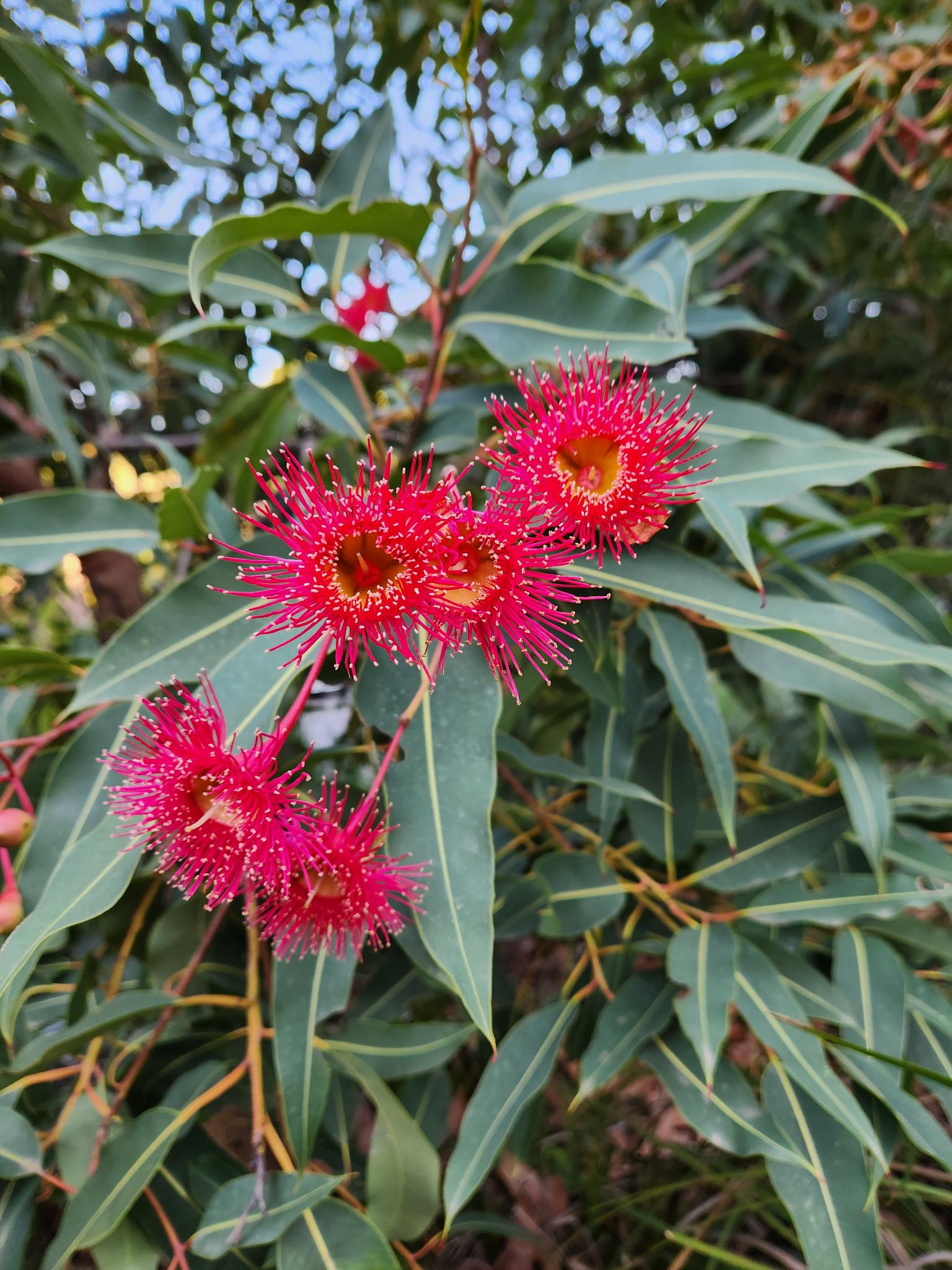 Corymbia ficifolia